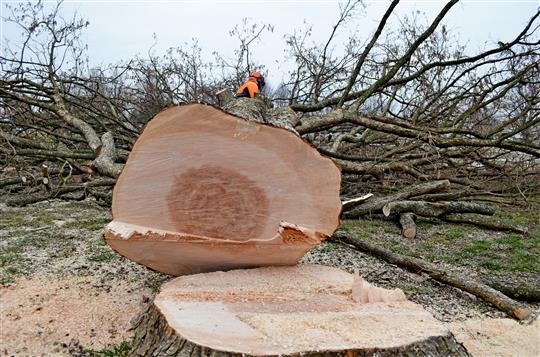 Upozornění vlastníků na nutnost ořezu nebo odstranění dřevin