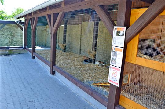 Novinky v ZOO PARKu: králíci ve výběhu a převaha samic morčete divokého