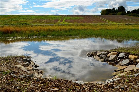 Pomoc přírodě. Volavky, ropuchy nebo vážky zaberou další mokřad
